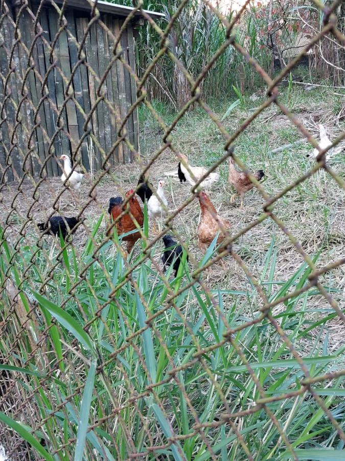 Chácara, 3 quartos, 5866 m² - Foto 9