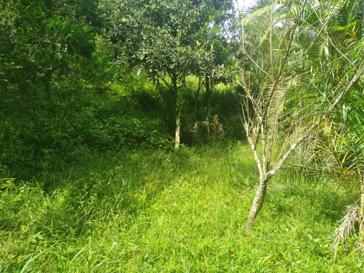 Chácara, 3 quartos, 3787 m² - Foto 12