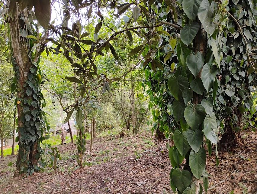 Chácara, 2 quartos, 2300 m² - Foto 28