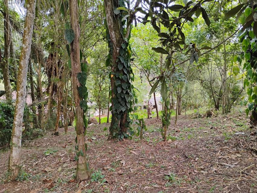 Chácara, 2 quartos, 2300 m² - Foto 29