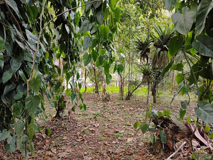 Chácara, 2 quartos, 2300 m² - Foto 32