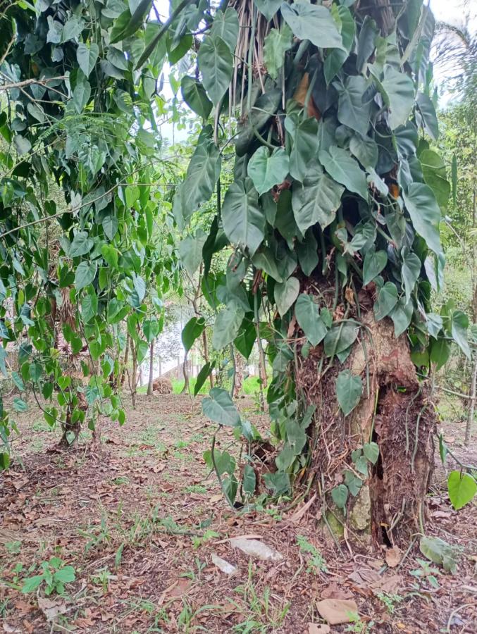 Chácara, 2 quartos, 2300 m² - Foto 36