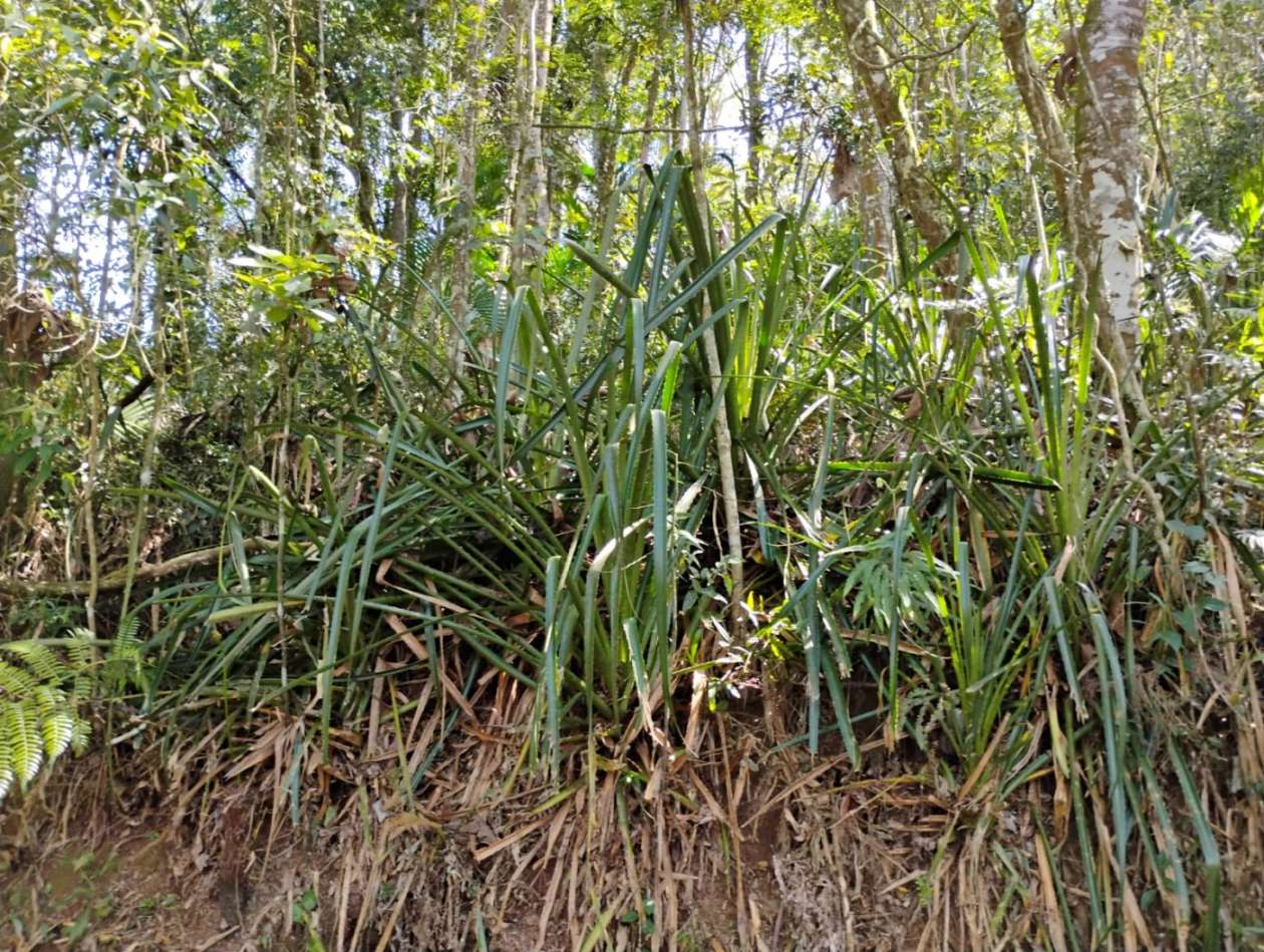 Terreno, 5570 m² - Foto 4